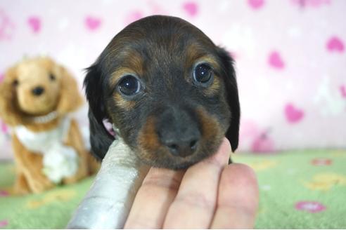 成約済の兵庫県のカニンヘンダックスフンド(ロングヘアード)-94138の4枚目