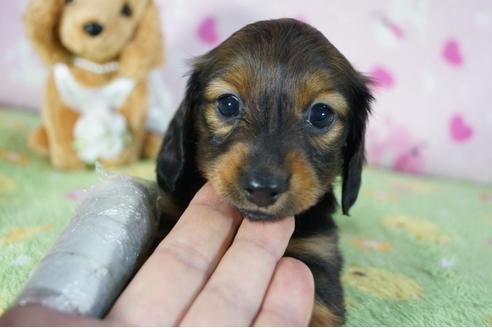 成約済の兵庫県のカニンヘンダックスフンド(ロングヘアード)-94141の4枚目