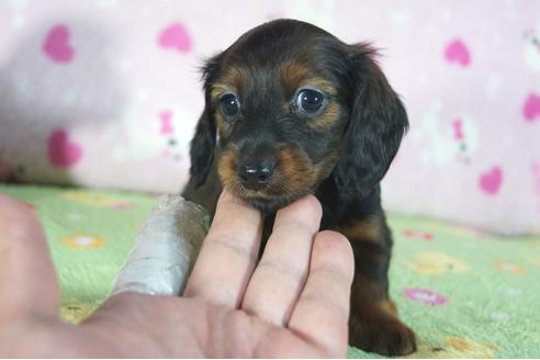 成約済の兵庫県のカニンヘンダックスフンド(ロングヘアード)-94145