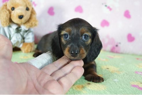 成約済の兵庫県のカニンヘンダックスフンド(ロングヘアード)-94145の3枚目