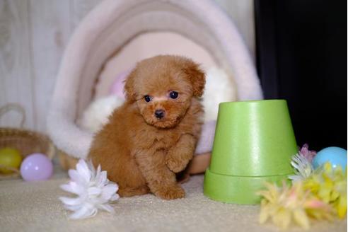 成約済の滋賀県のトイプードル-93164