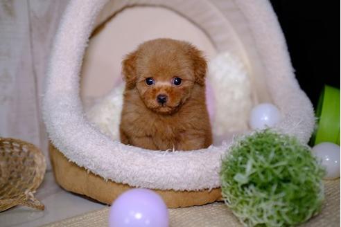 成約済の滋賀県のトイプードル-93164の5枚目