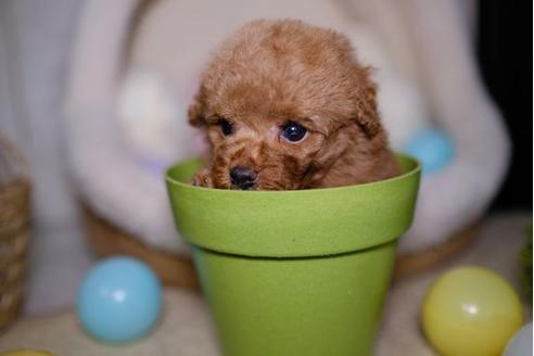 成約済の滋賀県のトイプードル-93164の3枚目