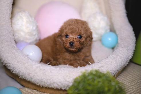 成約済の滋賀県のトイプードル-93164の2枚目