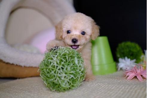 成約済の滋賀県のトイプードル-93165の1枚目