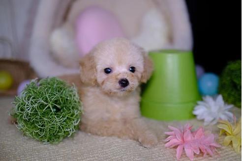 成約済の滋賀県のトイプードル-93165の5枚目