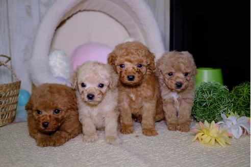 成約済の滋賀県のトイプードル-93165の4枚目