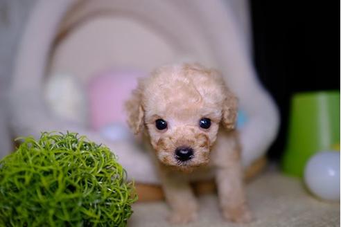 成約済の滋賀県のトイプードル-93165の3枚目