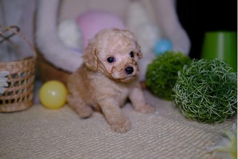 成約済の滋賀県のトイプードル-93165の2枚目