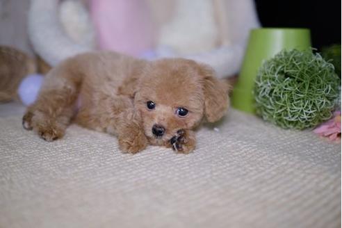 成約済の滋賀県のトイプードル-93166の1枚目