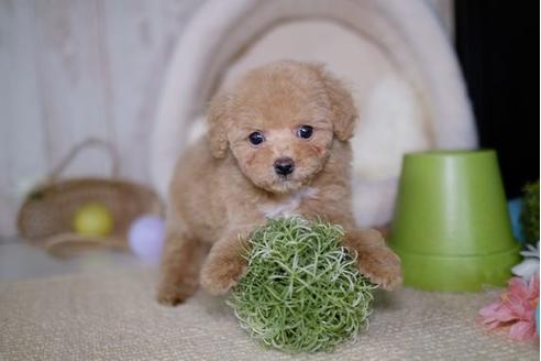 成約済の滋賀県のトイプードル-93166の5枚目