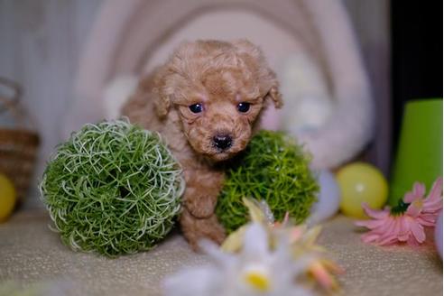 成約済の滋賀県のトイプードル-93166の3枚目