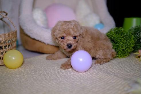 成約済の滋賀県のトイプードル-93166の2枚目