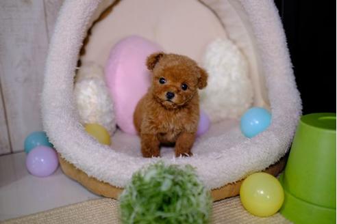 成約済の滋賀県のトイプードル-93168