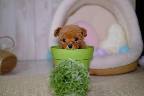 成約済の滋賀県のトイプードル-93168の5枚目