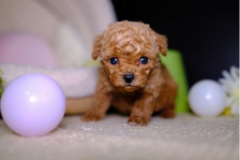 成約済の滋賀県のトイプードル-93168の3枚目