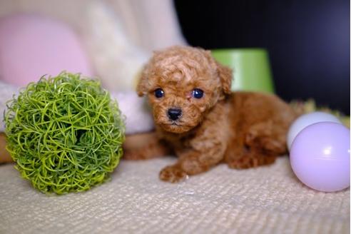 成約済の滋賀県のトイプードル-93168の2枚目