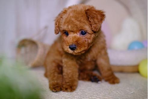 成約済の滋賀県のトイプードル-93167