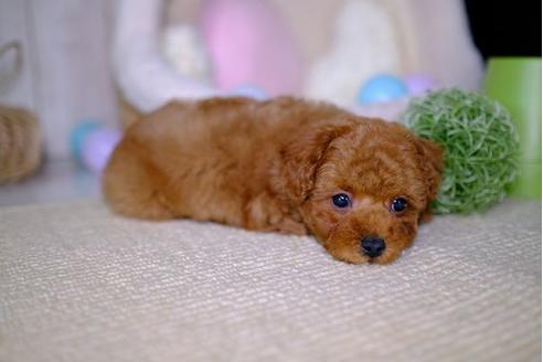 成約済の滋賀県のトイプードル-93167の5枚目