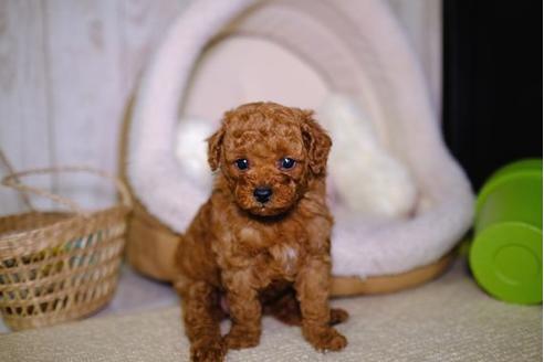 成約済の滋賀県のトイプードル-93167の3枚目