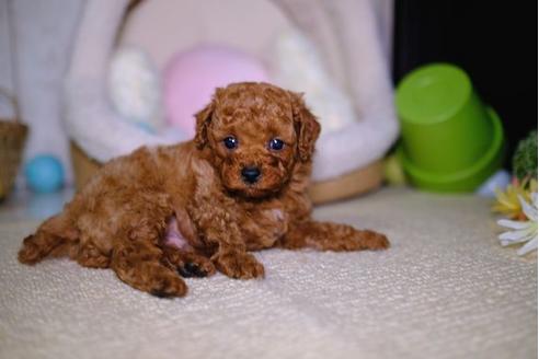 成約済の滋賀県のトイプードル-93167の2枚目