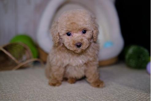 成約済の滋賀県のトイプードル-93171