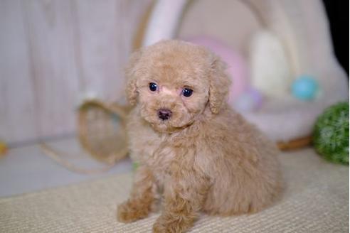 成約済の滋賀県のトイプードル-93171の5枚目