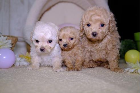 成約済の滋賀県のトイプードル-93171の4枚目