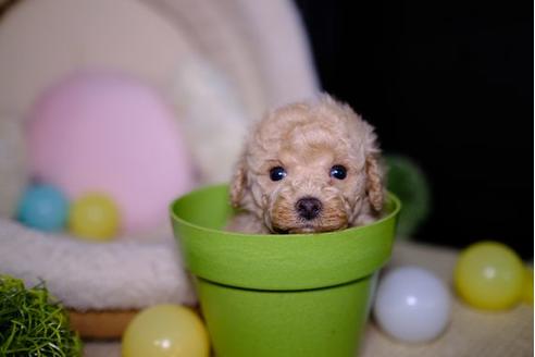 成約済の滋賀県のトイプードル-93171の3枚目