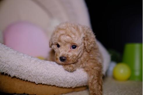 成約済の滋賀県のトイプードル-93171の2枚目