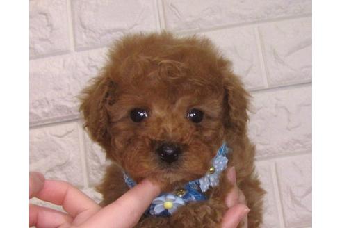 成約済の茨城県のトイプードル-94207の1枚目