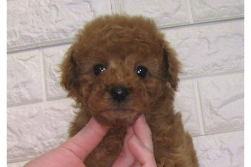 成約済の茨城県のトイプードル-94207の4枚目