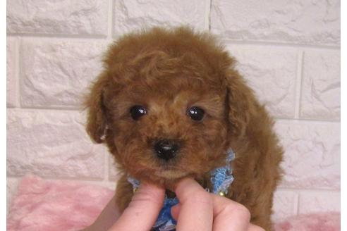 成約済の茨城県のトイプードル-94207の2枚目