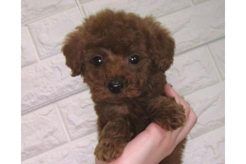 成約済の茨城県のトイプードル-94208の4枚目