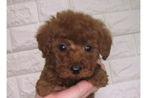 成約済の茨城県のトイプードル-94208の3枚目