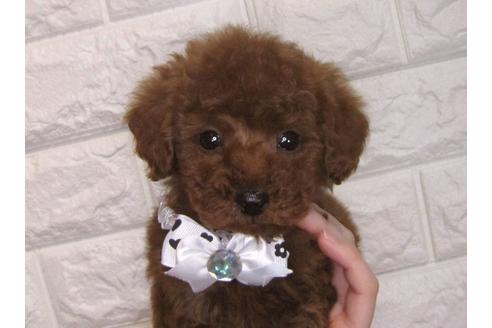 成約済の茨城県のトイプードル-94208の2枚目