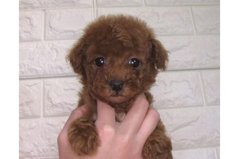 成約済の茨城県のトイプードル-94210の1枚目