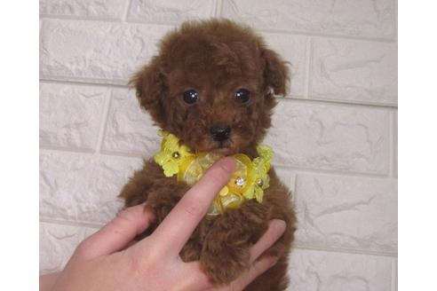 成約済の茨城県のトイプードル-94210の4枚目