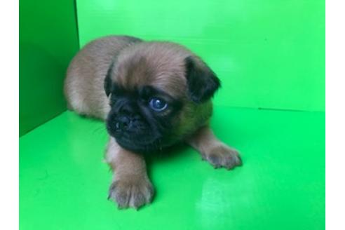 埼玉県のその他の犬種 男の子 03 25生まれ プチブラバンソン 子犬id ブリーダーナビ 埼玉県のその他の犬種 男の子 03 25生まれ プチブラバンソン 子犬id ブリーダーナビ