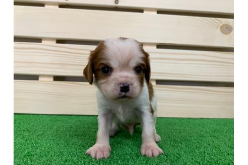 成約済の愛知県のキャバリアキングチャールズスパニエル-94243の4枚目