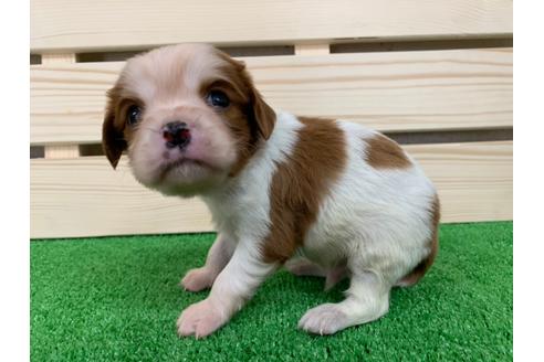 成約済の愛知県のキャバリアキングチャールズスパニエル-94243の1枚目