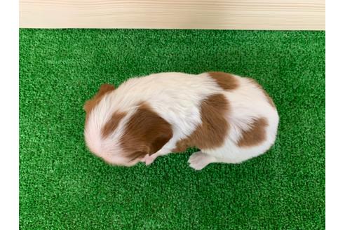 成約済の愛知県のキャバリアキングチャールズスパニエル-94243の3枚目