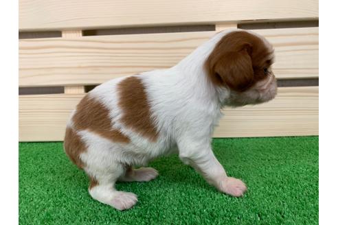成約済の愛知県のキャバリアキングチャールズスパニエル-94243の2枚目