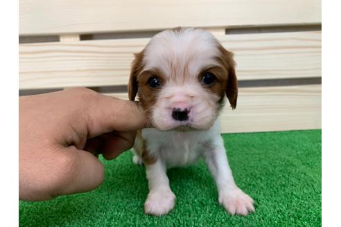 成約済の愛知県のキャバリアキングチャールズスパニエル-94244の1枚目