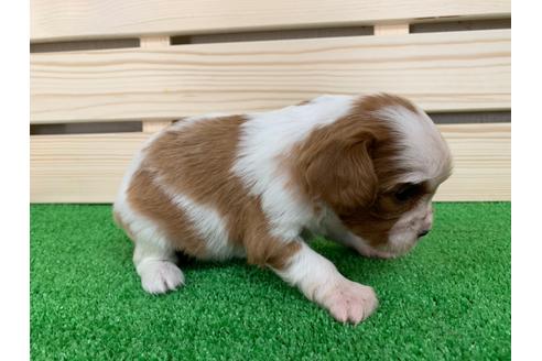 成約済の愛知県のキャバリアキングチャールズスパニエル-94244の4枚目