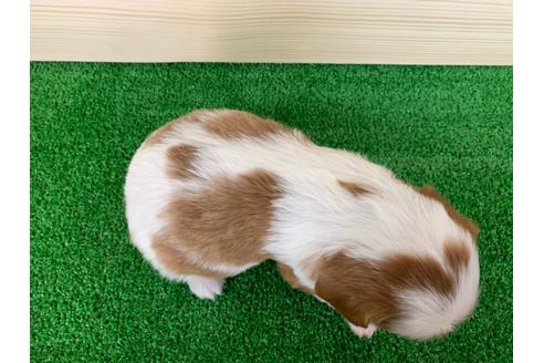 成約済の愛知県のキャバリアキングチャールズスパニエル-94244の3枚目