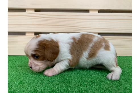 成約済の愛知県のキャバリアキングチャールズスパニエル-94244の2枚目