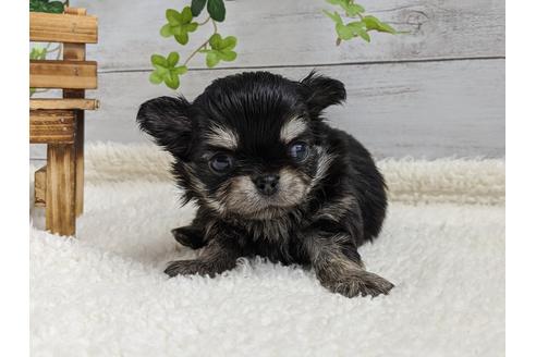 成約済の静岡県のチワワ(ロングコート)-93448の1枚目