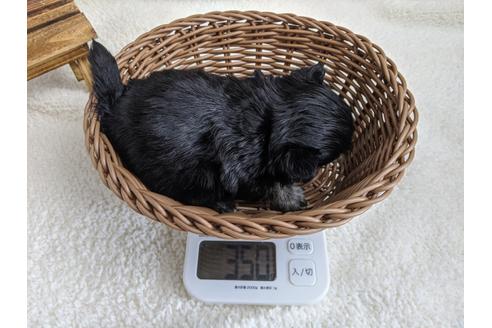 成約済の静岡県のチワワ(ロングコート)-93448の5枚目