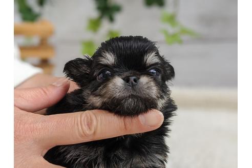 成約済の静岡県のチワワ(ロングコート)-93448の4枚目